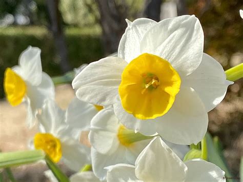 水仙 花|水仙（スイセン）とは？育て方・栽培方法